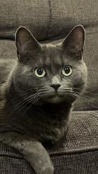 Lost Female Cat last seen Shoshone Rd, Apple Valley, CA 92307