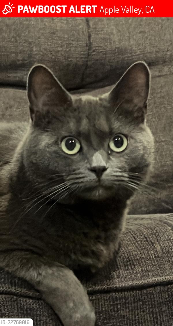Lost Female Cat last seen Shoshone Rd, Apple Valley, CA 92307