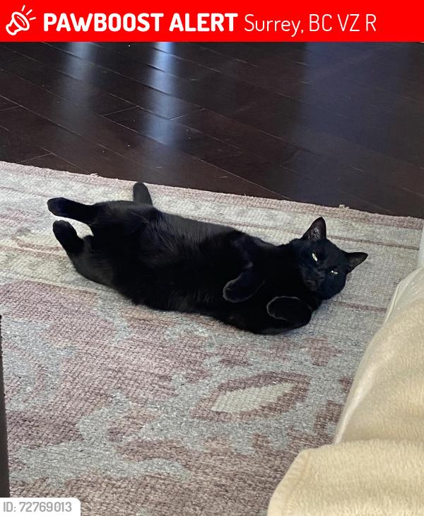 Lost Male Cat last seen 36th Ave and 152st, Surrey, BC V3Z 4R3