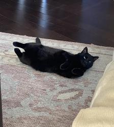 Lost Male Cat last seen 36th Ave and 152st, Surrey, BC V3Z 4R3