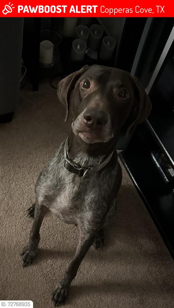 Lost Male Dog last seen City of Copperas Cove recreational area, Copperas Cove, TX 76522