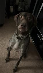 Lost Male Dog last seen City of Copperas Cove recreational area, Copperas Cove, TX 76522