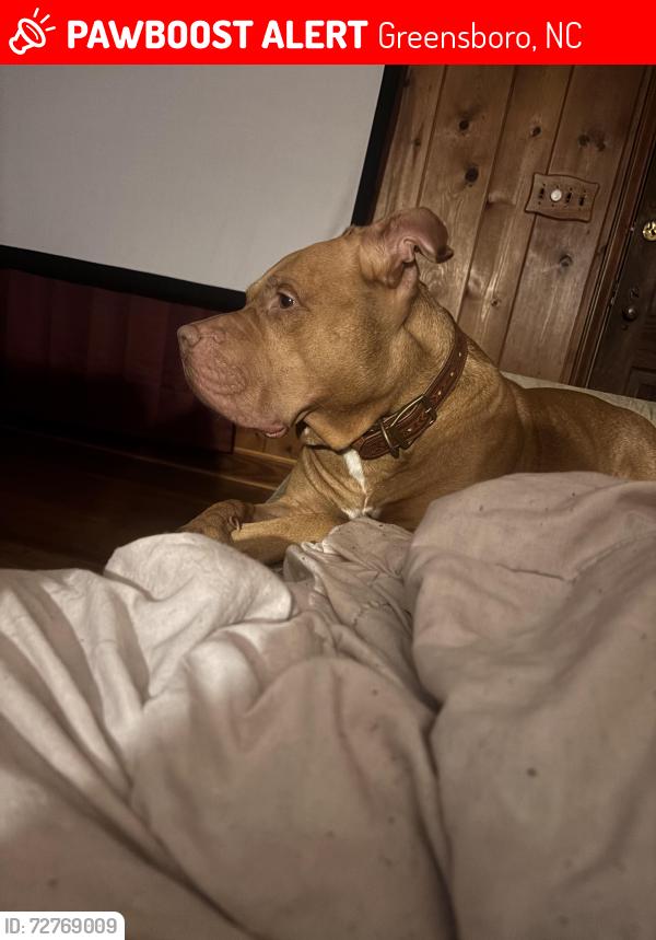 Lost Male Dog last seen Oak/Trogdon, Greensboro, NC 27403