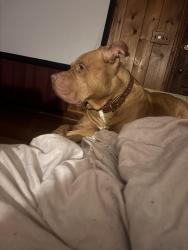 Lost Male Dog last seen Oak/Trogdon, Greensboro, NC 27403