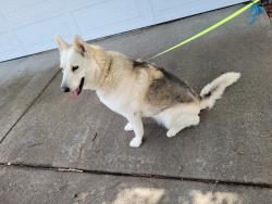 Found/Stray Female Dog last seen Buchanan  and railroad Ave. Bonfare market , Pittsburg, CA 94565
