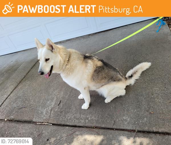 Found/Stray Female Dog last seen Buchanan  and railroad Ave. Bonfare market , Pittsburg, CA 94565