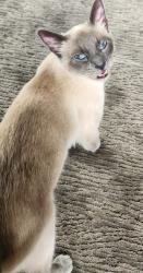 Reunited Female Cat last seen 33rd & 34th Colby Ave, Everett, WA 98201