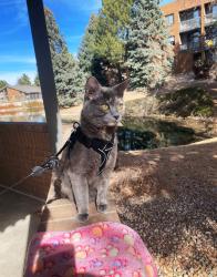 Lost Female Cat last seen Near E Vassar Dr, Denver, CO 80231