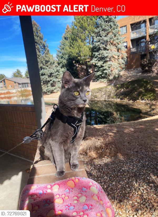 Lost Female Cat last seen Near E Vassar Dr, Denver, CO 80231