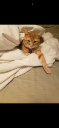 Lost Male Cat last seen Near w green st Allentown pa , Allentown, PA 18102