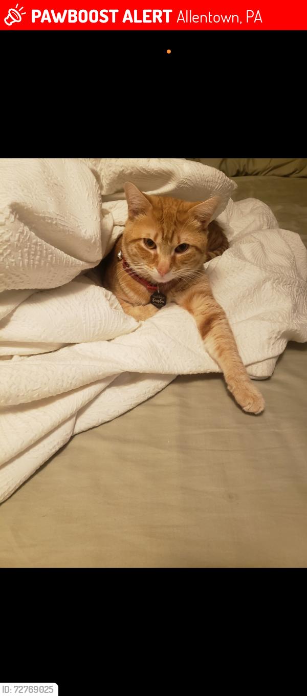Lost Male Cat last seen Near w green st Allentown pa , Allentown, PA 18102