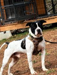 Lost Male Dog last seen Lithonia 124, Lithonia, GA 30058