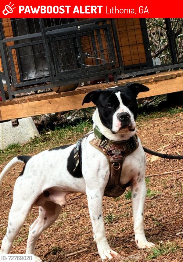 Lost Male Dog last seen Lithonia 124, Lithonia, GA 30058