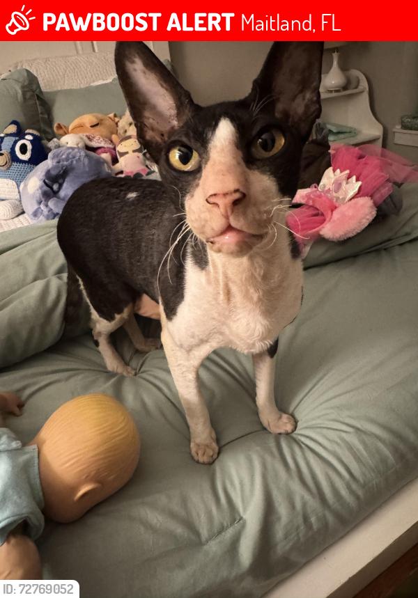 Lost Male Cat last seen Asbury Church , Maitland, FL 32751