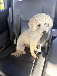 Found/Stray Unknown Dog last seen Leon rd and wickerd rd, Menifee, CA 92584