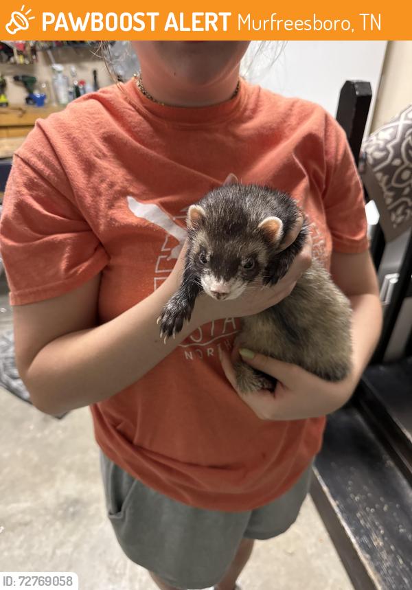 Found/Stray Unknown Ferret last seen St Andrew’s , Murfreesboro, TN 37128
