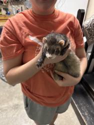 Found/Stray Unknown Ferret last seen St Andrew’s , Murfreesboro, TN 37128