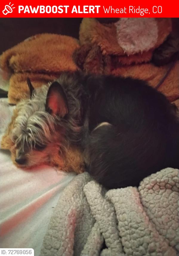 Lost Male Dog last seen Wadsworth , Wheat Ridge, CO 80033
