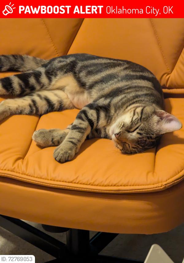 Lost Female Cat last seen Near se 57th St, 73150, Oklahoma City, OK 73150