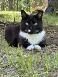 Lost Male Cat last seen Powhatan, Va, Powhatan, VA 23139