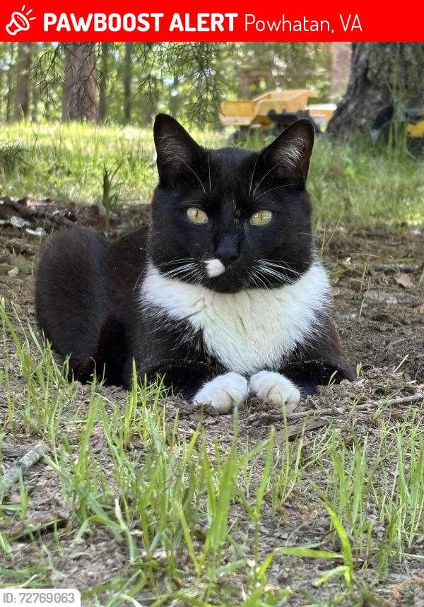 Lost Male Cat last seen Powhatan, Va, Powhatan, VA 23139