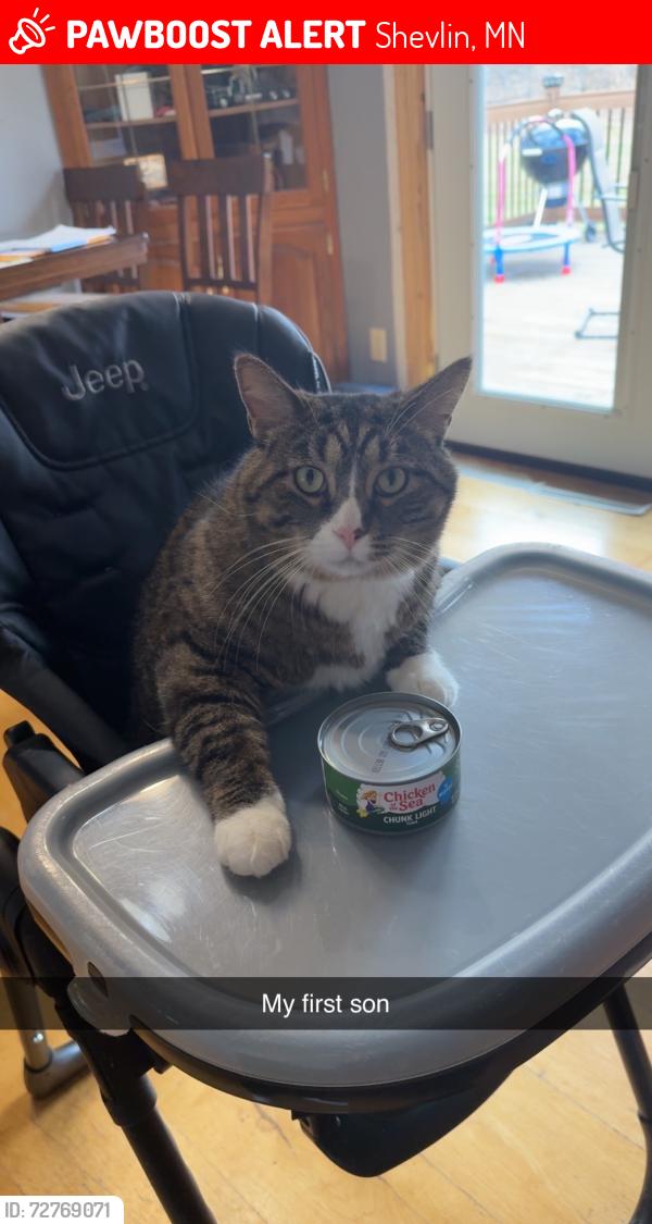 Lost Male Cat last seen Near 330th st Shevlin mn, Shevlin, MN 56676