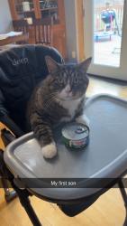Lost Male Cat last seen Near 330th st Shevlin mn, Shevlin, MN 56676