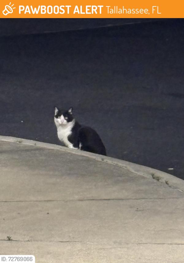 Found/Stray Unknown Cat last seen Dollar tree near Popeyes off N Monroe St, Tallahassee, FL 32303