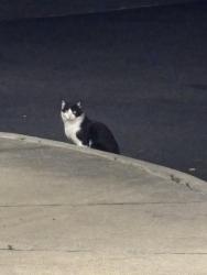 Found/Stray Unknown Cat last seen Dollar tree near Popeyes off N Monroe St, Tallahassee, FL 32303