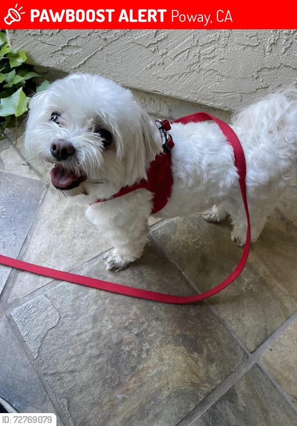 Lost Female Dog last seen Near Creek Park Drive , Poway, CA 92064