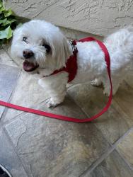 Lost Female Dog last seen Near Creek Park Drive , Poway, CA 92064