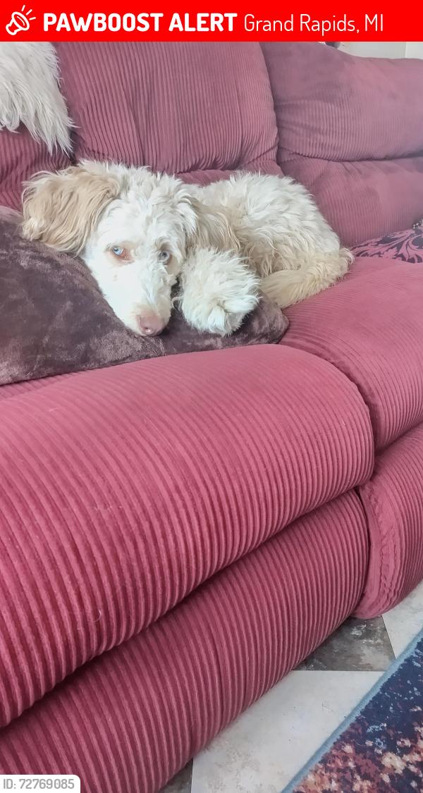 Lost Female Dog last seen Ball and Leonard NE, Grand Rapids, MI 49503