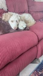 Lost Female Dog last seen Ball and Leonard NE, Grand Rapids, MI 49503