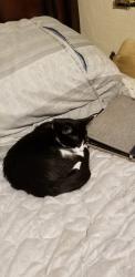 Lost Female Cat last seen 35th, Sacramento, CA 95822