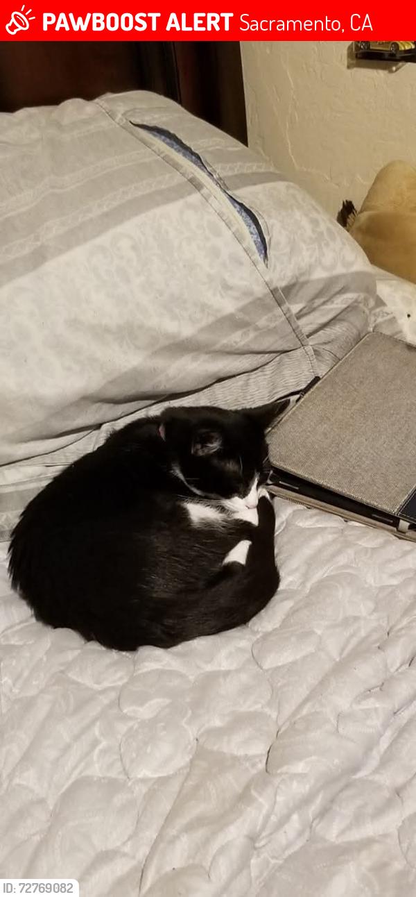 Lost Female Cat last seen 35th, Sacramento, CA 95822
