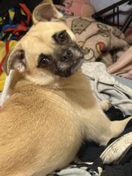 Lost Female Dog last seen Near Gulfway dr, Baytown, TX 77521