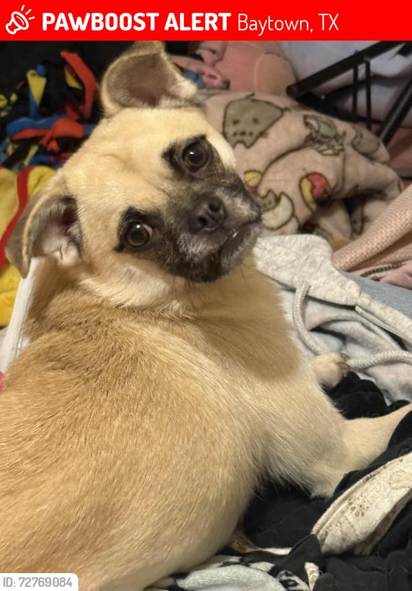 Lost Female Dog last seen Near Gulfway dr, Baytown, TX 77521