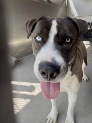 Shelter Stray Male Dog last seen Near BLOCK W. FOOTHILL BLVD., San Bernardino, CA 92401