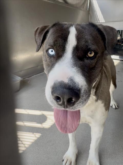 Shelter Stray Male Dog last seen Near BLOCK W. FOOTHILL BLVD., San Bernardino, CA 92401