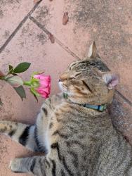 Lost Male Cat last seen Victoria Park , Fort Lauderdale, FL 33304