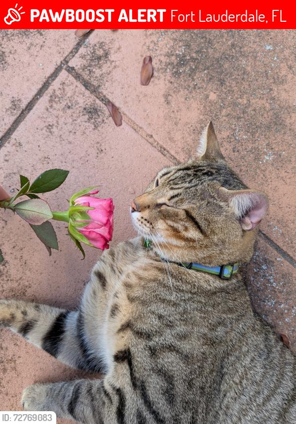 Lost Male Cat last seen Victoria Park , Fort Lauderdale, FL 33304
