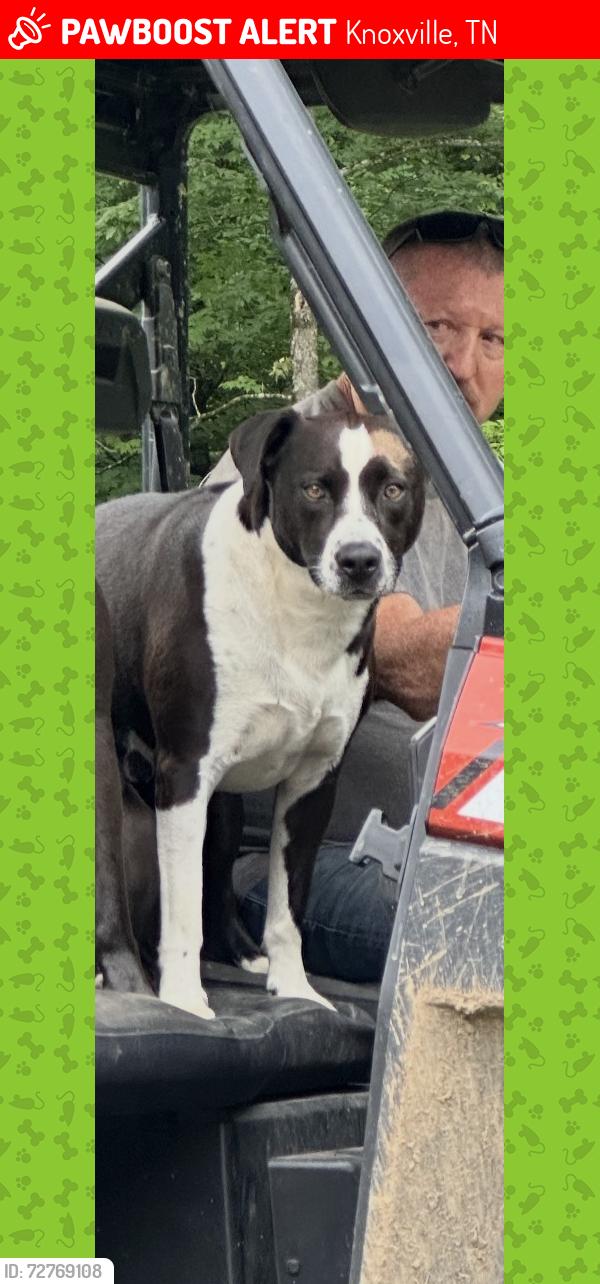 Lost Male Dog last seen Ruggles ferry pike , Knoxville, TN 37924