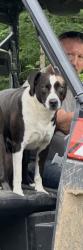 Lost Male Dog last seen Ruggles ferry pike , Knoxville, TN 37924
