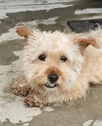 Shelter Stray Male Dog last seen Near BLK T ST BAKERSFIELD,CA, Bakersfield, CA 93307