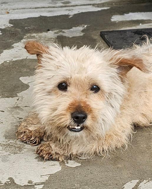 Shelter Stray Male Dog last seen Near BLK T ST BAKERSFIELD,CA, Bakersfield, CA 93307