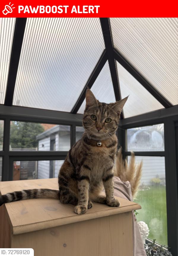 Lost Female Cat last seen Near Leafields, standens barn (), West Northamptonshire, England NN3 9UY