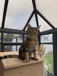 Lost Female Cat last seen Near Leafields, standens barn (), West Northamptonshire, England NN3 9UY