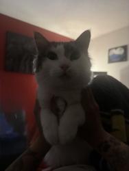 Lost Male Cat last seen Los Altos, Albuquerque, NM 87112