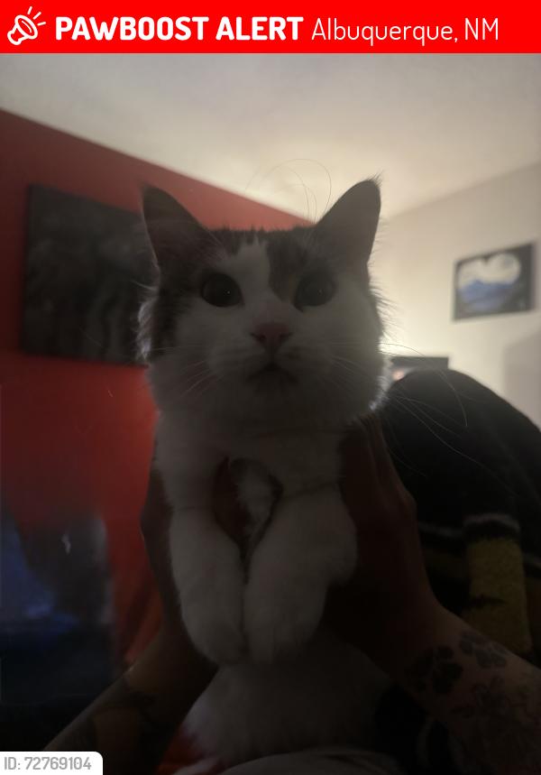 Lost Male Cat last seen Los Altos, Albuquerque, NM 87112