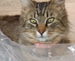 Lost Female Cat last seen Near Target off Chapel Hill Rd., Lake Stevens, WA 98258